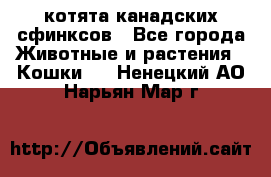 котята канадских сфинксов - Все города Животные и растения » Кошки   . Ненецкий АО,Нарьян-Мар г.